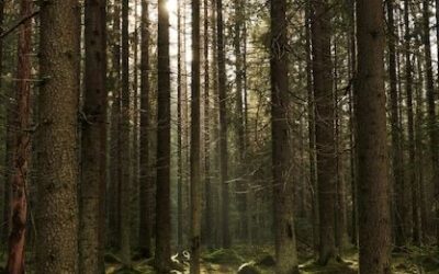 Zapraszamy do udziału w konkursie: „STOP ŚMIECIOM W LESIE”